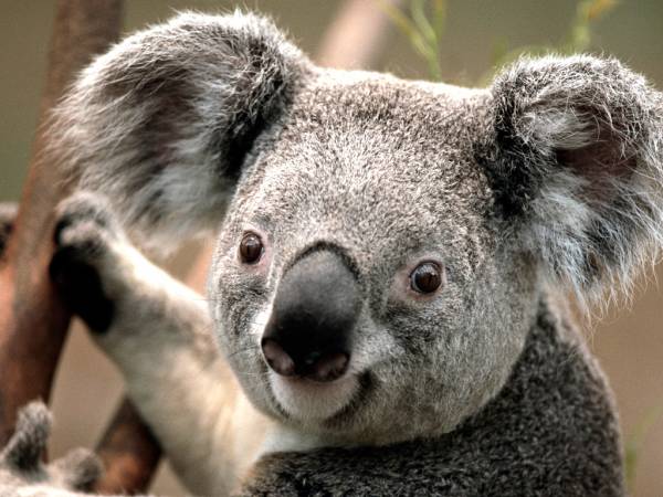 das ist ein Koala